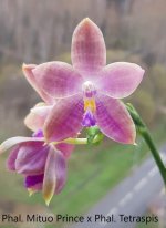 Phal. Mituo Prinse xPhal. Tetraspis 2.jpg