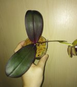 Phal. Salu's Fragrancy_1.jpg