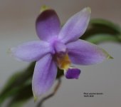 Phal. mentawaiensis.jpg