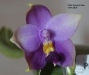 Phal. Samera blue.jpg