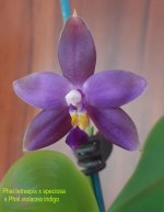 Phalaenopsis tetraspis x speciosa) x violacea indigo.jpg