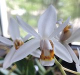 Coelogyne flaccida20.05.2020-4.jpg