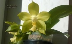 Phal. Yins Green Jewel 'Yaphon'  (3).jpg