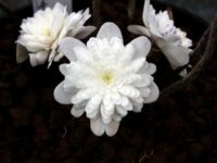 Hepatica-asiatica-var-japonica-f-magna-Double-White-Gefuelltbluehendes-asiatisches-Leberbluemche.jpg