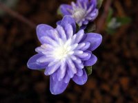 Hepatica asiatica var. japonica f. magna (Double Purple) .jpg