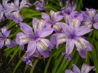 Irisgracilipes_.jpg