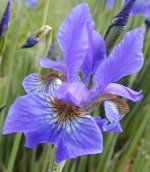 Iris sanguinea2.jpg