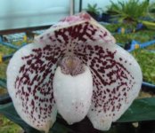 Paph. godefroyae.JPG