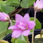 oxalis-griffithii-pink-double-flower.jpg