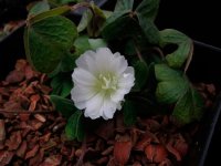 Oxalis griffithii - Double Flowered2.jpg