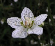 Parnassia-palustris-260806-800-a.jpg