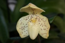 Paph. Concolor var. chlorochilum.jpg