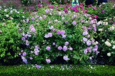 harlow-carr-im-grossen-container-tolle-gefuellte-duftende-rosa-blueten-1124315_3.jpg