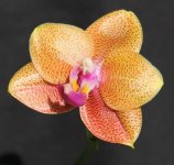 Phal. Mituo Sun Mituo #1 x Ld`s Bear Queen цветок.jpg