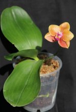 Phal. Mituo Sun Mituo #1 x Ld`s Bear Queen.jpg