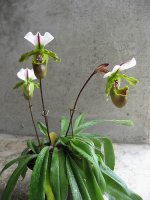 Paph. Olympian Yard x spicerianum 'Miao Hua'.jpg