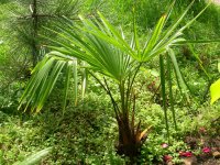 Trachycarpus fortunei.jpg