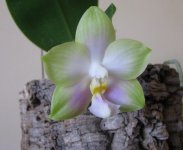 Phalaenopsis Sweet Memory 'alba' K.F x Yungho Gelb Canary  (Elsner) 2.jpg