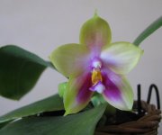 P. Yungho Gelb Canary x P. Ld's Bear Queen (Elsner).jpg