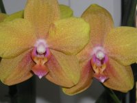 Phal.Brother Sara Gold.2.jpg