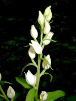 Cephalanthera_damasonium.jpg