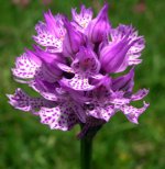 Orchis tridentata.jpg