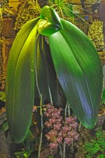 phalaenopsisgigantea007.jpg