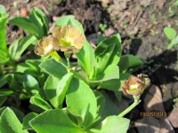 primula auricula.jpg