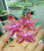 Phal. Mituo Sun Mituo 1 x LD Bear King YK-14.jpg