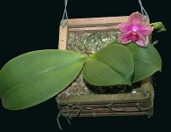 P. Formosa San Fan.jpg