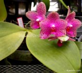 Phalaenopsis Formosa San Fan.jpg