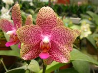 Phalaenopsis Formosa San Fan12.jpg