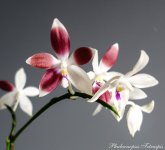 phalaenopsis tetraspis.jpg