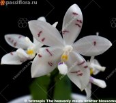 tetraspis-The-heavenly-maids-scatter-blossoms2.jpg