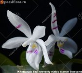 tetraspis-The-heavenly-maids-scatter-blossoms.jpg