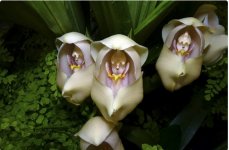 орхидея2.jpg