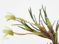 Maxillaria-vitelliniflora-1.jpg