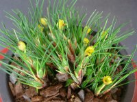 Maxillaria-viteliniflora-.jpg