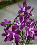 Phal.-Tetraspis-Purple.jpg