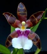 Miltonia clowesii | Orchids Forum