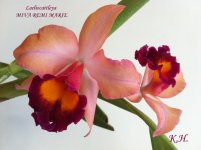 LAELIOCATTLEYA MIVA REMI MARIE.jpg