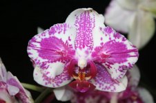 Phalaenopsis Pirate Princepeloric.jpg