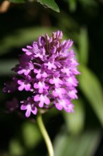 Anacamptis pyramidalis.jpg