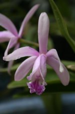 Cattleya intermedia.jpg