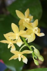 Phal. Stone Dance var. yellow .jpg