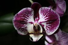 Phalaenopsis Anastasia.jpg