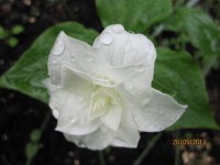 Trillium grandiflorum Snowflakes.jpg