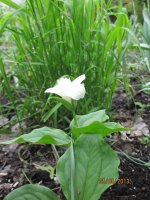 Trillium Snowflakes.jpg