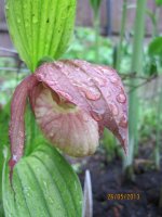 Cypripedium ventricosum.jpg