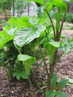 Arisaema Triphyllum.jpg